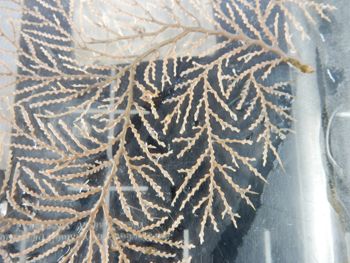 Media type: image;   Invertebrate Zoology 139329